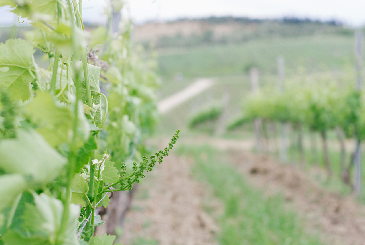 Francesco Ciranna per Consorzio vini di Romagna