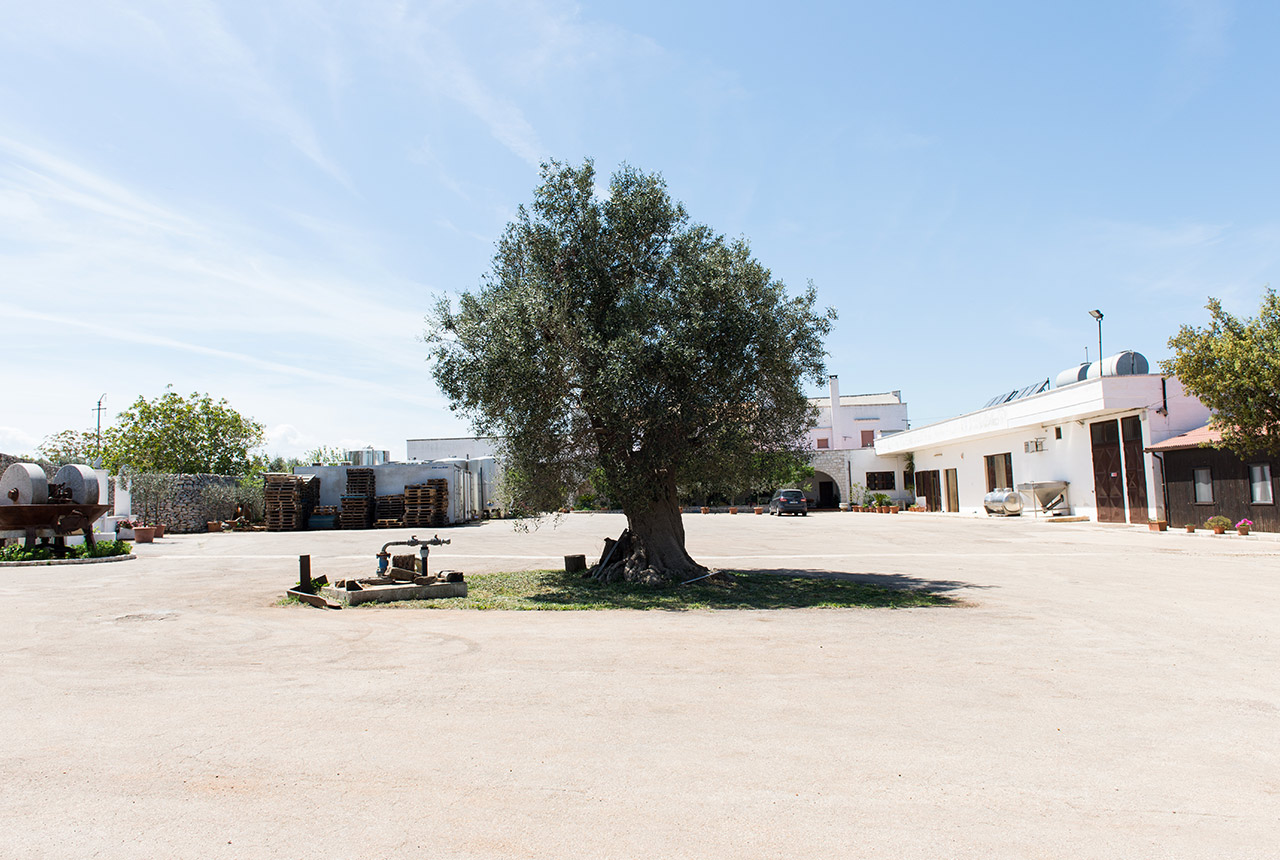 Sanni Agostinelli per Paniere di Puglia